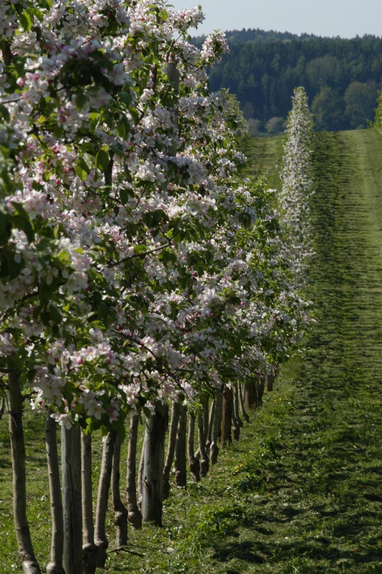 Ferienhof Hopfgaertle Mueller Bodnegg Luaran gambar