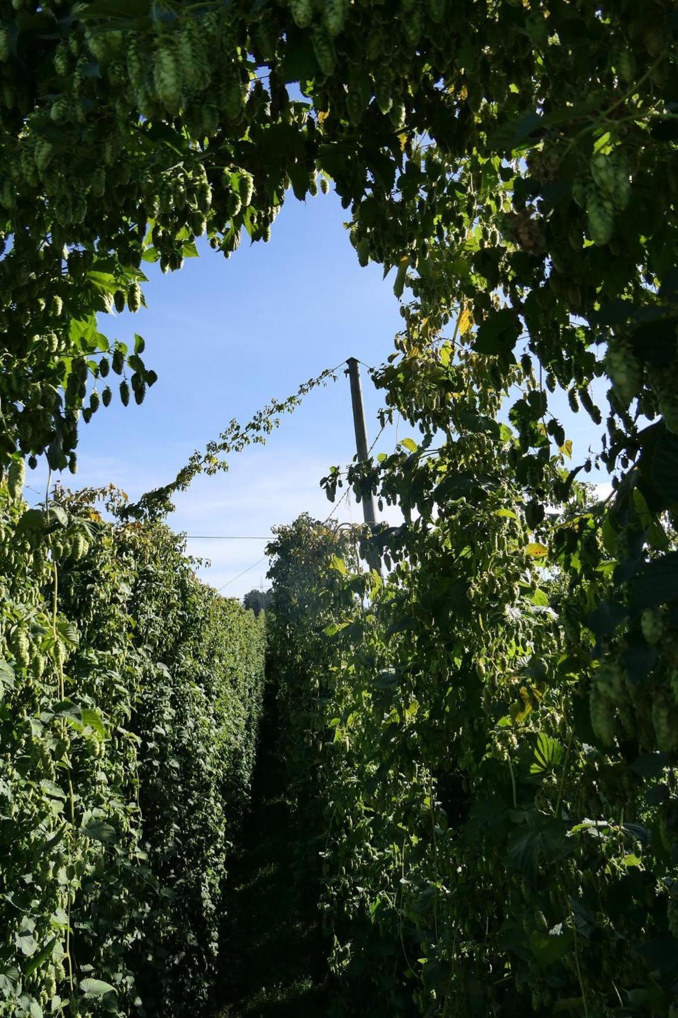 Ferienhof Hopfgaertle Mueller Bodnegg Luaran gambar